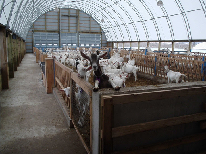 Cattle, Dairy, Livestock Fabric Covered Buildings Photos